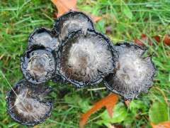 shaggy manes deliquesce image