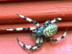 shamrock orbweaver, Araneus trifolium image
