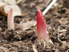 shoot of Paeonia mlokosewitschii DSC 1504 image