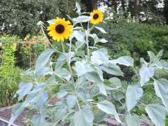silverleaf sunflower, helianthus argophyllus image