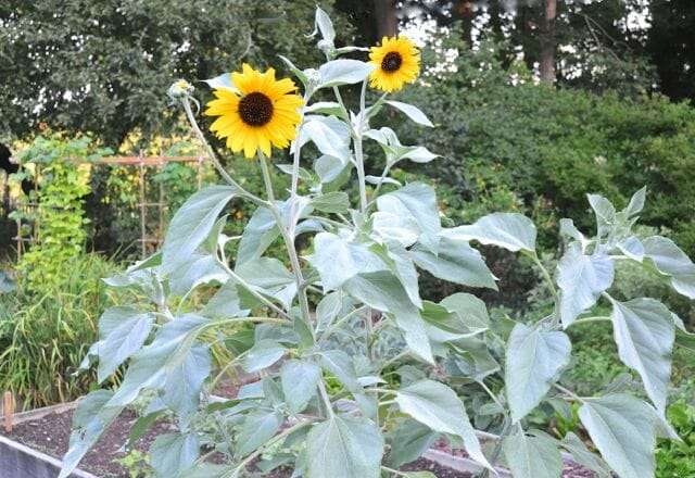 Helianthus argophyllus sunflower variety 'Japanese Sliver-Leaf'