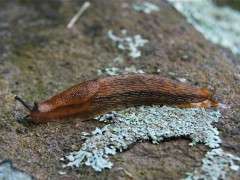 slug image