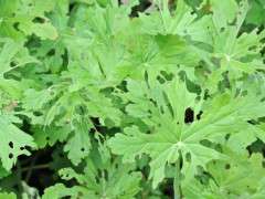 slug holes in geranium image