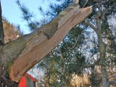 snow damaged pine image