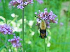 snowberry clearwing moth image