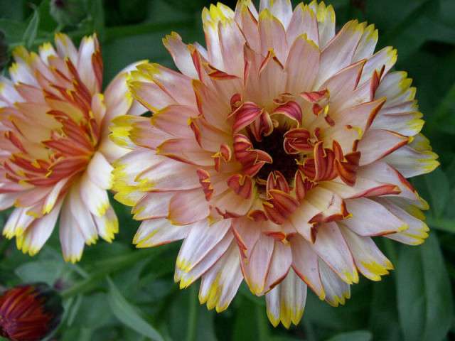 Solar Flashback calendula Wild Garden Seed