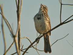 Song Sparrow singing © Jamie Chavez image