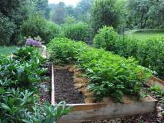 Raised bed of potato plants