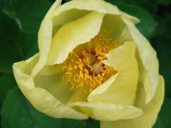 species peony image