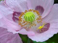 spider in poppy image