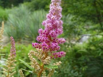 Spiraea tomentosa image