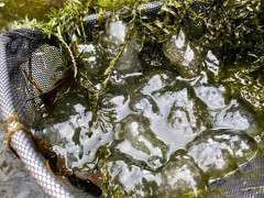spotted salamander egg masses image