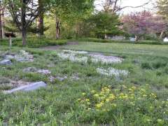 Spring native lawn FRW (1) image
