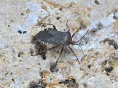 squash bug image