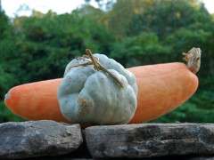 squash1 image