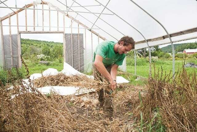 Stephen Harvesting Spinach Seed