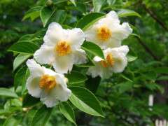 stewartia blooms image