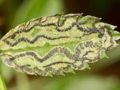 Stigmella rosaefoliella image