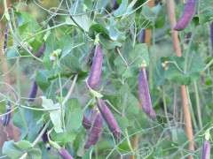 SUGAR MAGNOLIA on vine image
