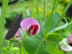 sugar magnolia purple snap pea flower image