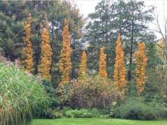 sugar maples newton sentry copy image
