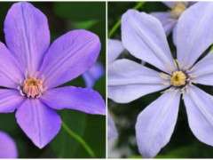 sugar sweet clematis image