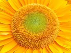sunflower image