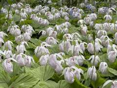 Taiwanese Cypripedium (2) image