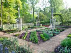 the vegetable garden is bursting with spring greens including lettuce beets spinach and chives lr image