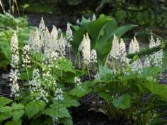 Tiarella cordifolia DSC 0266 image
