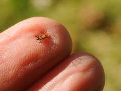 tick on fingertip image