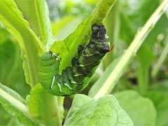 tobacco hornworm image