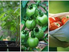 tomato collage image