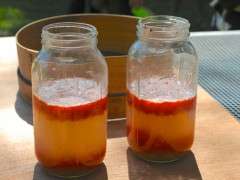 tomato seed fermenting image