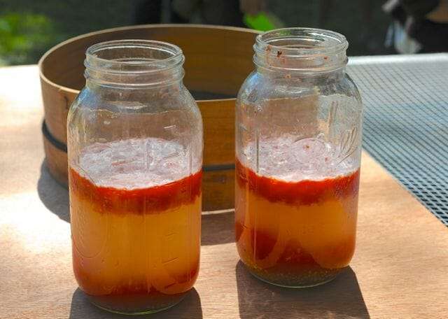 Tomato seed fermenting at Seed Library.