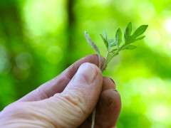 tomato seedling pulled out image
