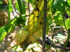 tomato trouble image