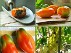 tomato trouble collage image
