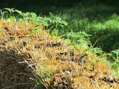 tomatoes in bales crag lehoullier image