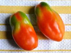 tomatoes with green shoulders image