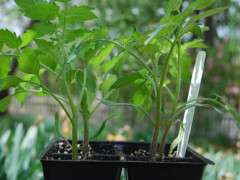 tomatoseedlings image