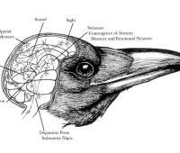 Tony Angell 2 (1) image