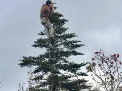 travis climbing abies fraseri to collect seeds 1.jpg image