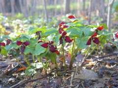 trillium erectum image