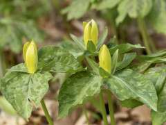 Trillium luteum blossoms image