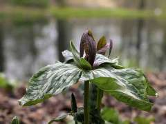 Trillium near Ponds courtesy of Mt. Cuba Center image