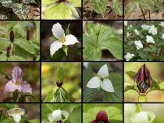 Trilliums 2020 @ GITW Page 1 image