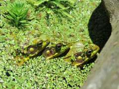 triple frogboys image