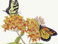 TUBEROSA BUTTERFLY WEED 13 page w:otext MilkweedLands image