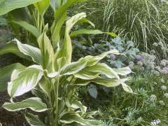 TURMERIC CURCUMA LONGA SNOWDRIFT IMG 0146 image
